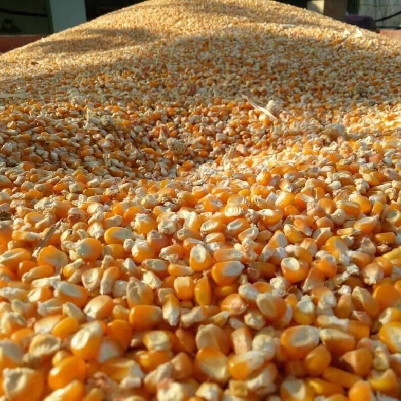 Buy Yellow / White Non gmo Corn for Human Consumption